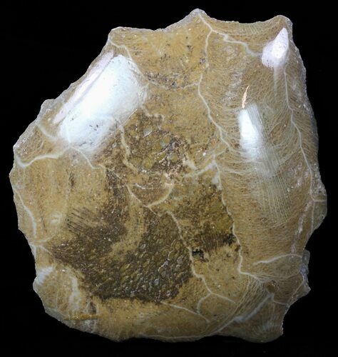 Polished Fossil Coral (Actinocyathus) - Morocco #60050
